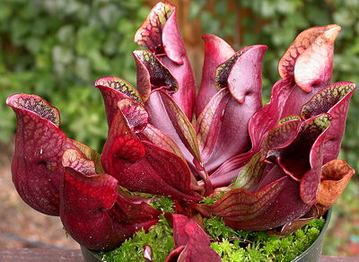 sarracenia purpurea